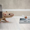 Miniatyrbild 2 av 9: Råttfälla uppsättning om 4