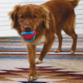 Pikkukuva 2 / 6: KONG Jaxx Brights Ball Assorted Medium