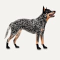 Pikkukuva 2 / 2: Gooeez Regular Dog Boots (2 kpl) 2XS musta/musta