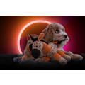 Miniatyrbillede 3 af 3: Retrodog Donkey Orange M