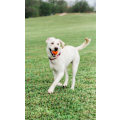Miniatyrbillede 6 af 6: Chuckit! Air Fetch Ball Medium