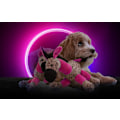 Miniatyrbillede 2 af 3: Retrodog Donkey Pink M