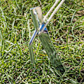 Pikkukuva 5 / 5: Telttanauha 30cm metallia koukulla