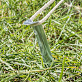 Pikkukuva 7 / 7: Tentpeg 30cm metalli puolipyöreä 10 kpl polybag