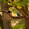 Pikkukuva 5 / 8: Owls Nest Box Wood