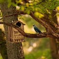 Pikkukuva 5 / 8: Owls Nest Box Wood