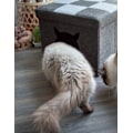 Miniatyrbillede 6 af 6: Lad os sove Pet Cube lys/mørkegrå