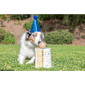 Pikkukuva 3 / 4: Chuckit Birthday fetch ball md 1pk