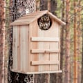 Miniatyrbillede 2 af 8: Uglereden Box Wood