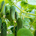 Miniatyrbillede 5 af 8: Trellis net jute