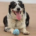 Miniatyrbillede 2 af 2: Chuckit Fetch Medley S 5 cm 3 Pakke