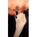 Pikkukuva 1 / 3: Maxi Dry Cow Tutin Tiiviste