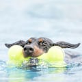 Miniatyrbild 3 av 3: KONG Air Squeaker Bone L 23,5 cm x 11,5 cm