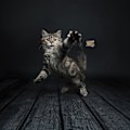 Pikkukuva 3 / 3: Cat Dancer Pro-malli