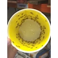 Pikkukuva 2 / 2: Black Stripe Funnel Moth Trap -liimatyyny