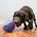 Miniatyrbild 2 av 3: KONG Rewards Wally Md/Lg