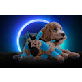Miniatyrbillede 2 af 3: Retrodog Donkey Blue M