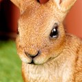 Miniatyrbillede 4 af 8: Havefigur hare 21x11x27,5 cm
