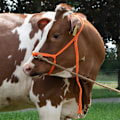 Miniatyrbillede 4 af 6: Halter Calf justerbar bred orange