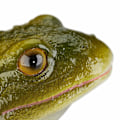 Miniatyrbillede 8 af 9: Havefigur Frø Kunststen