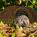 Miniatyrbild 2 av 8: Igelkottshus Igloo
