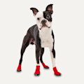 Pikkukuva 2 / 3: Gooeez Regular Dog Boots (2 kpl) 2XS punainen/musta