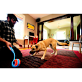 Miniatyrbillede 6 af 6: Chuckit Indoor Roller 12 cm