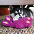 Miniatyrbillede 2 af 4: KONG Snuzzles Bunny Md