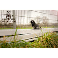Miniatyrbillede 1 af 4: Wild Life Dog Raven