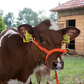 Miniatyrbillede 3 af 6: Halter Calf justerbar bred orange