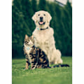 Miniatyrbillede 8 af 8: Lildog 2 GPS Tracker til hunde