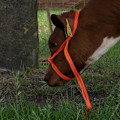 Pikkukuva 1 / 6: Halter Calf säädettävä leveä oranssi