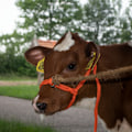 Miniatyrbillede 6 af 6: Halter Calf justerbar bred orange