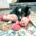 Miniatyrbild 3 av 3: KONG Shakers Crumples Bunny XL