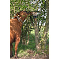 Pikkukuva 3 / 6: Lickblock-teline KS-tankoon 10 kg
