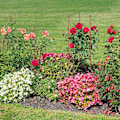 Pikkukuva 5 / 8: Creeper 60 cm 4 kpl sarja