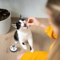 Pikkukuva 5 / 6: Lemmikkieläinten koulutuskello, 4 kpl setti
