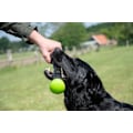 Miniatyrbild 3 av 6: Dog Comets Meteor Throwing Stick rosa L
