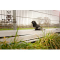 Miniatyrbillede 4 af 4: Wild Life Dog Raven