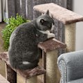 Miniatyrbild 9 av 10: 4-stegs katttrappa med skrapstolpe, upp till 5 kg, husdjurstrappa med lekboll, hundtrappa, djurtrappa, plysch, brun, 60 x 40 x 64 cm