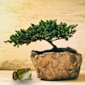Miniatyrbillede 5 af 9: Havefigur Frø Kunststen