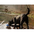 Miniatyrbillede 5 af 6: Wild Life Dog And