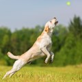 Pikkukuva 5 / 8: Luotit koirille 2 kpl sarja