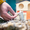 Miniatyrbild 3 av 8: Hamsterhus trä