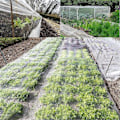 Pikkukuva 3 / 5: Sato- ja vihannespuutarhan hyönteisverkko, lintuverkko, 2,5x6m