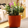 Miniatyrbild 3 av 5: Runda självvattnande blomkruka med vattenindikator för inomhusbruk