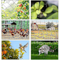Miniatyrbild 5 av 5: 15m x 15m Fågelskyddsnät Fågelnät Växtnät Dammnät Trädgårdsnät för Trädgård, 5 x 5 cm Stora Hål