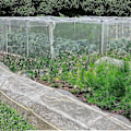 Pikkukuva 5 / 5: Sato- ja vihannespuutarhan hyönteisverkko, lintuverkko, 2,5x6m