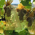Miniatyrbilde 3 av 5: 50 stk. Halm-Drue Fruktbeskyttelsesposer Skadedyrkontroll Anti-Fugl Hage Nettposer Mesh Druepose