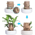 Miniatyrbillede 3 af 5: REMAKE Mini Brasilien Lykke Træ, Hydroponisk Brasiliansk Lykke Træ, Miniature Indendørs Bambusplante til Kontorbord, Levende Feng Shui Dekoration, L...